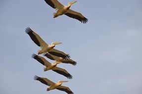group of pelicans in flight
