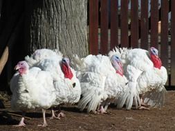 white turkeys on a farm