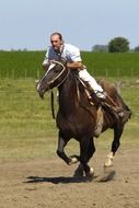 running stallion with a rider