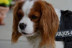 cute dog breed Cavalier King Charles Spaniel