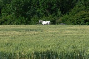 distant view of a white horse in a green field