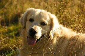 golden retriever resting on the field