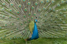 Peacock with opened wings