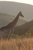 Landscape with the giraffe in Africa