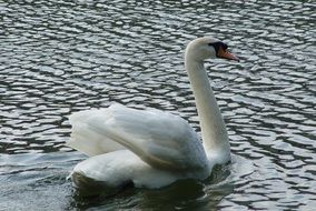 beautiful great white Swan