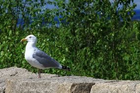 seagull stands on a stone wall