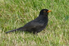 thrush on green grass