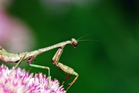 Praying mantis on the colorful flower
