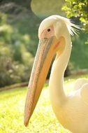 portrait of a pelican with huge beak