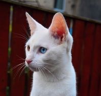 white kitten with big ears near the fence