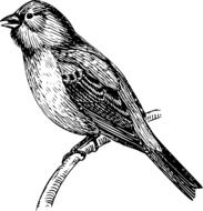 black and white graphic image of a bird bunting in detail