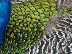 beautiful colorful peacock feathers close-up