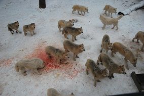 a pack of predatory wolves and blood on the snow