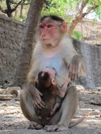 monkey with baby on earth