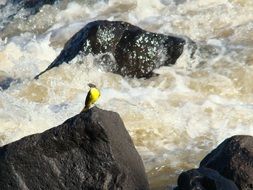 Bird on the stone