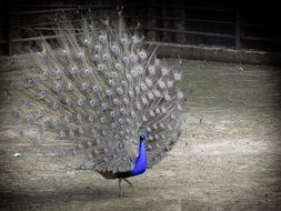 Blue Peacock at decolorized background