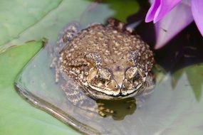 toad on the water lily leaf