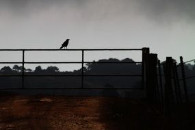 Crow On A Fence