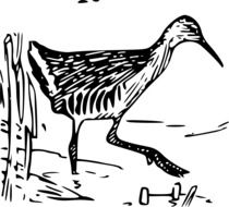 black and white drawing of a king rail
