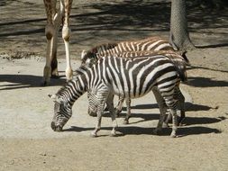 striped zebras at the zoo