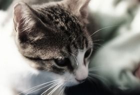 domestic cat close-up on a blurred background