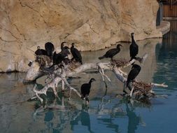 charming Bird Nature
