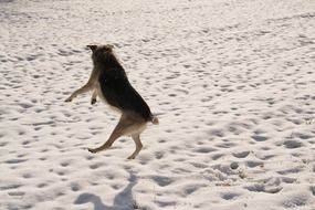 jumping dog on the snowy field