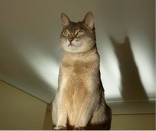 Abyssinian cat near the wall