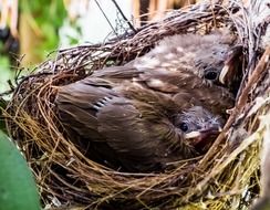 young birds in the nest