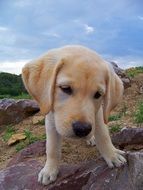 cute labrador puppy