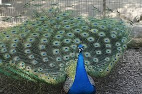 beautiful peacock male with colorful tail