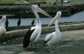 Glasses Pelican flock