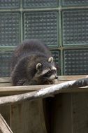 raccoon in Tallinn zoo