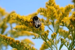 Bumblebee on yellow flowers, back view