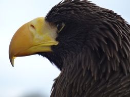 Eagle head with black feathers and a large beak
