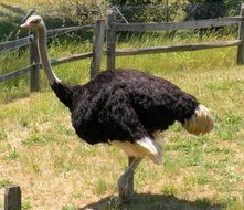 ostrich in a paddock on a farm