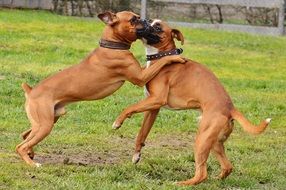 playing boxer dogs in good aiderbichl