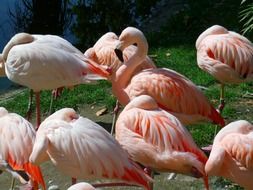 Pink flamingo birds in nature
