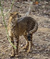 Predator cheetah animal