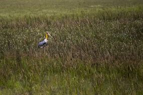 Picture of the lonely Stork in a meadow