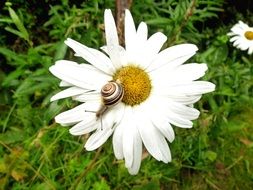 beautiful snail on a white camomile