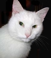 beautiful and cute White Feline cat