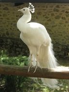 white peacock at the zoo