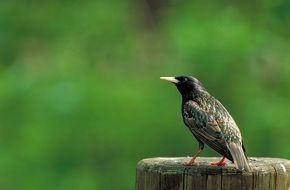 starling sits on a stump