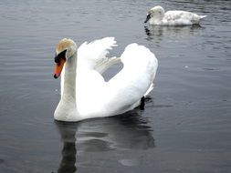 two white swans in grey water