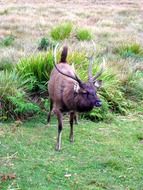 Picture of wild Deer on a field