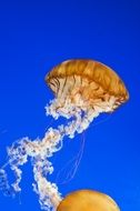 jellyfish in a vancouver aquarium