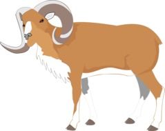 brown goat on white background
