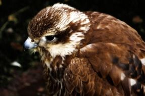 brown hawk in wildlife