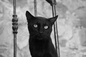 black Cat in black and white background